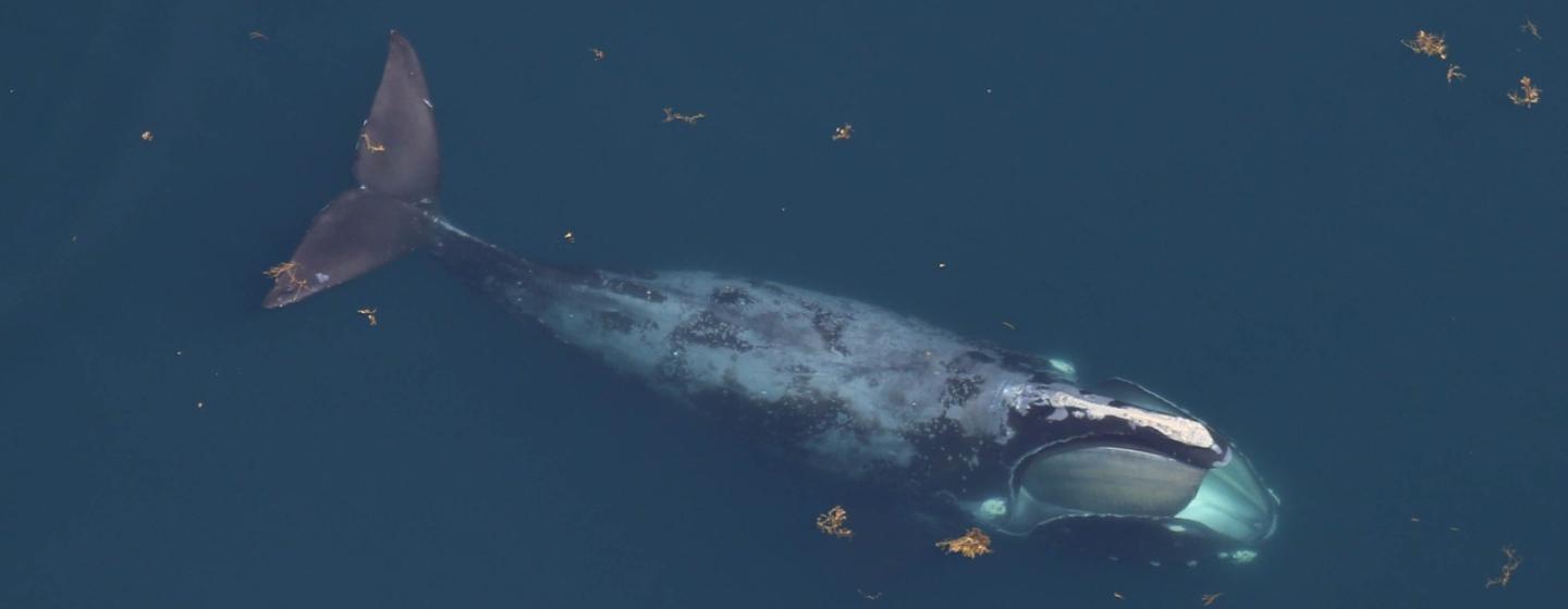 A North Atlantic right whale. Image courtesy of NOAA.