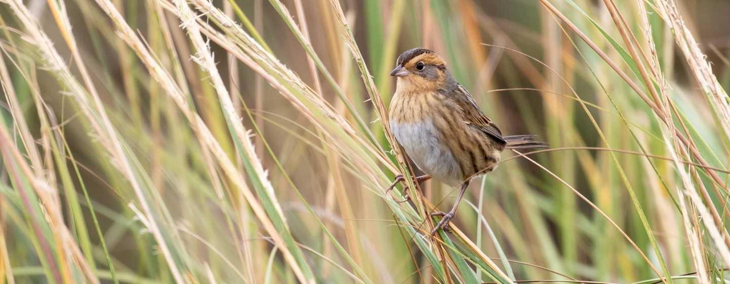 A Nelsons Sparrow in tall grasses