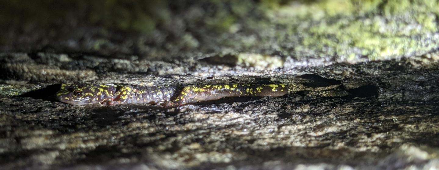 A picture of a hickory nut gorge green salamander sitting on a log.