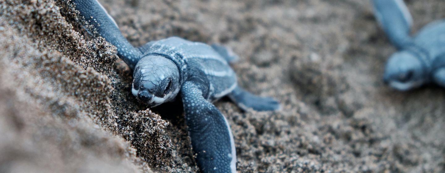 A baby green sea turtle traveling through wet sand, another trails behind out of focus.