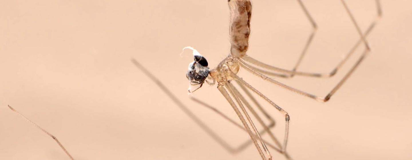 Close up of a spider.