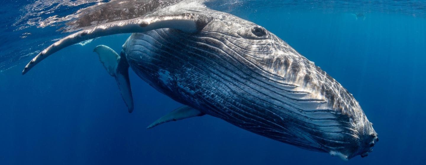 A blue whale underwater.