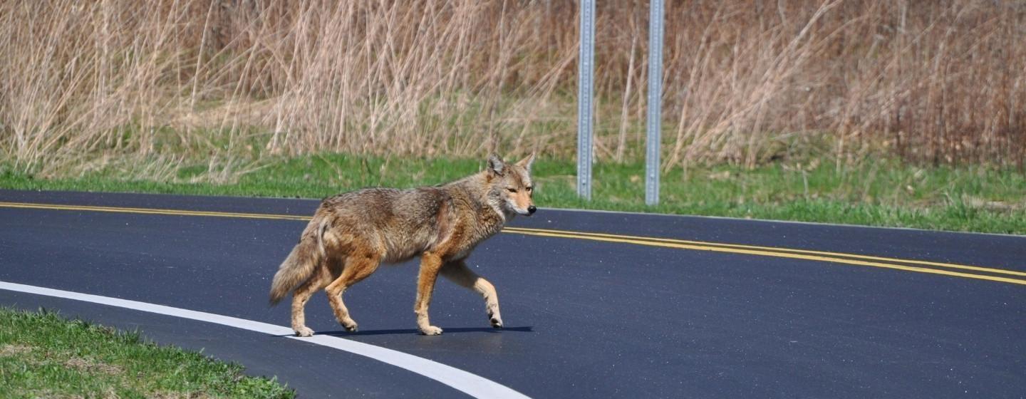A wolf crossing a road.
