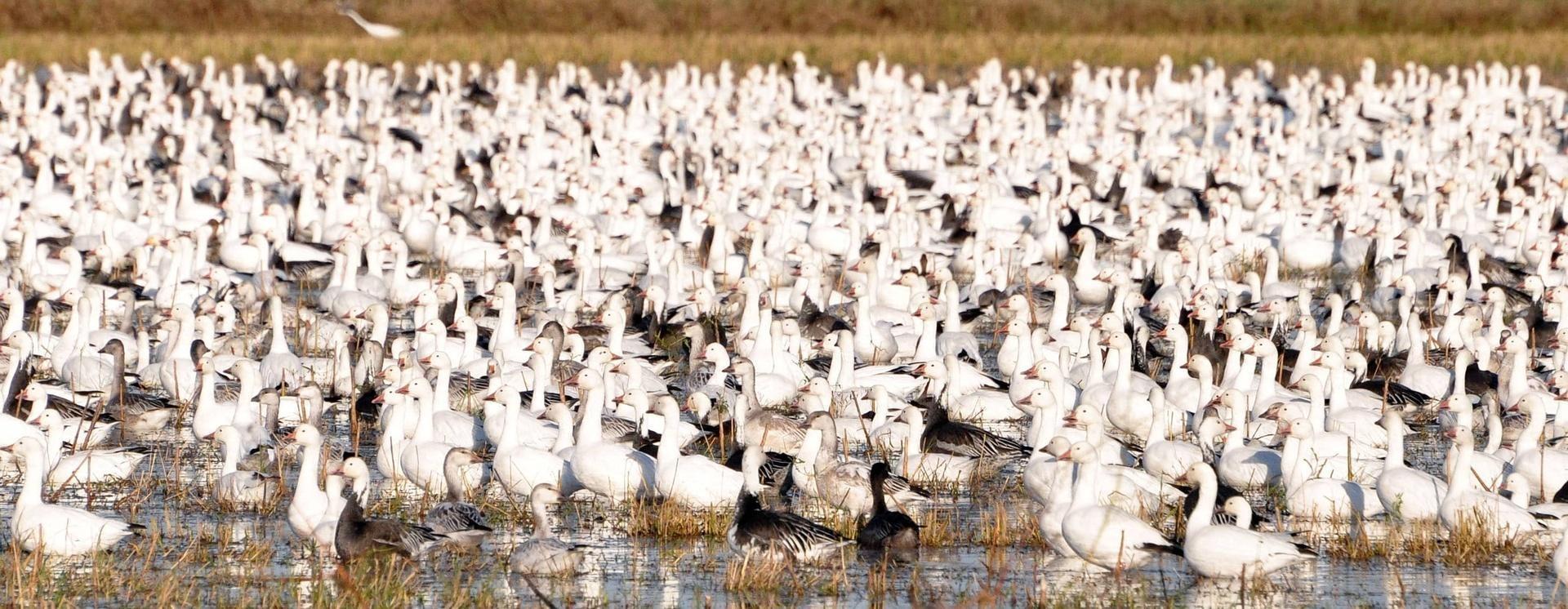flock of white geese standing in marsh