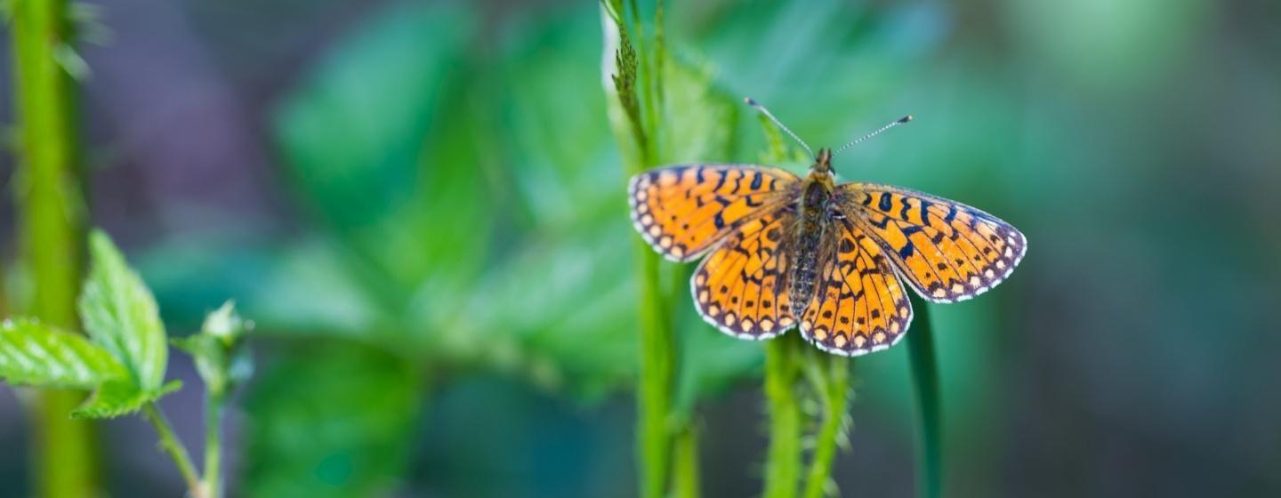 Colorful butterfly resting on plant macro shot.