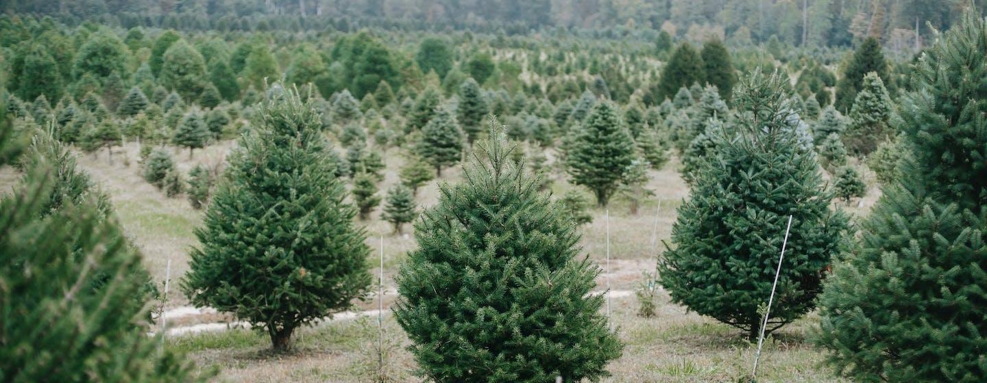 christmas tree lot, fir trees, evergreen