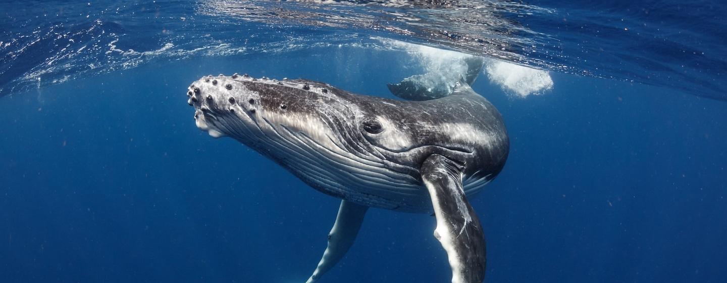 A humpback whale swimming in the ocean.