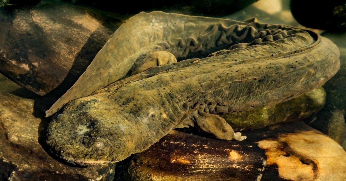 A eastern hellbender crawling on the bottom of a creek.