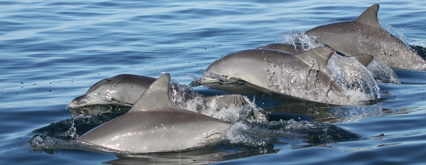 Five grey dolphins breach the surface of rippling blue water.