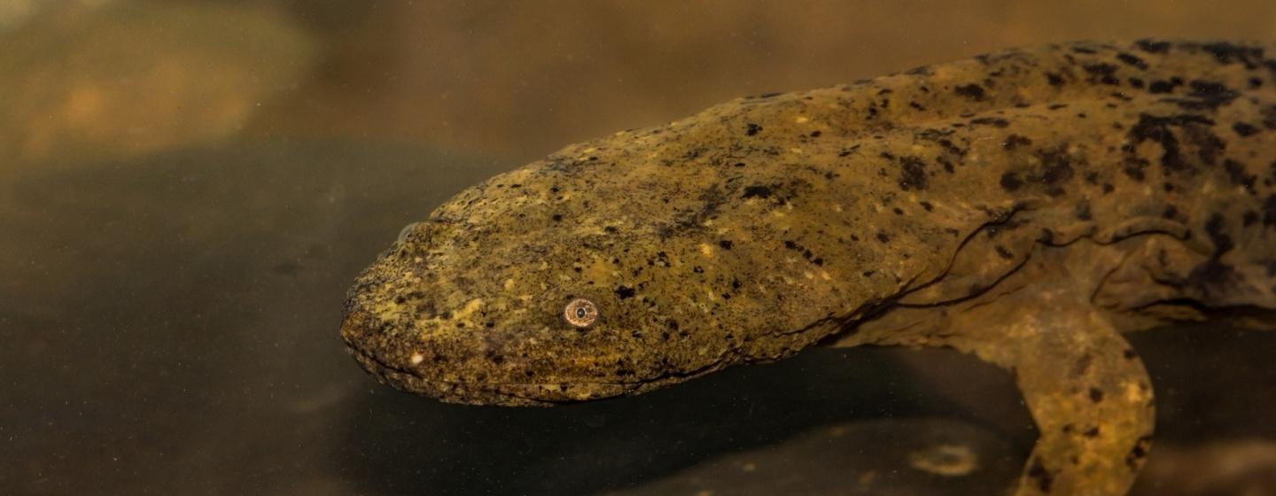 A hellbender salamander underwater, resting on a rock.