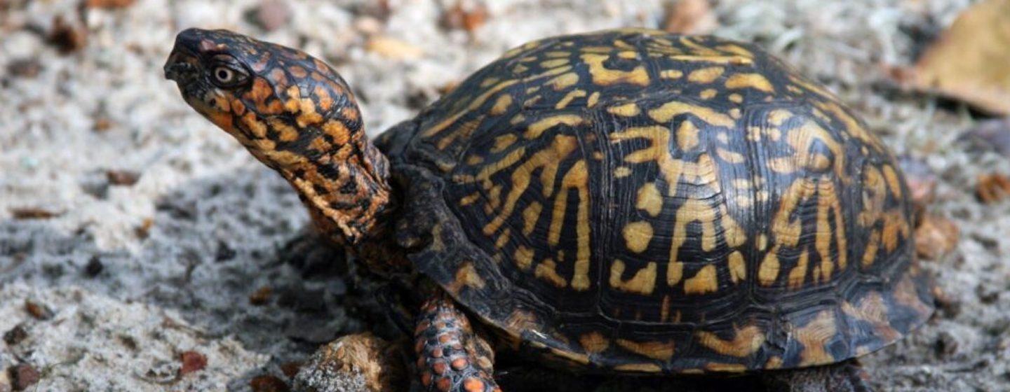 dark shell patterned box turtle on gray ground