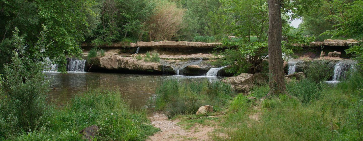 A clear, freshwater stream winds through a dense green forest.