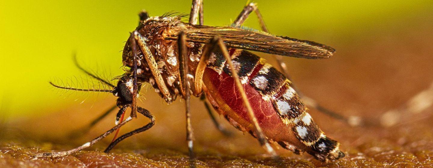 Close up of a mosquito.