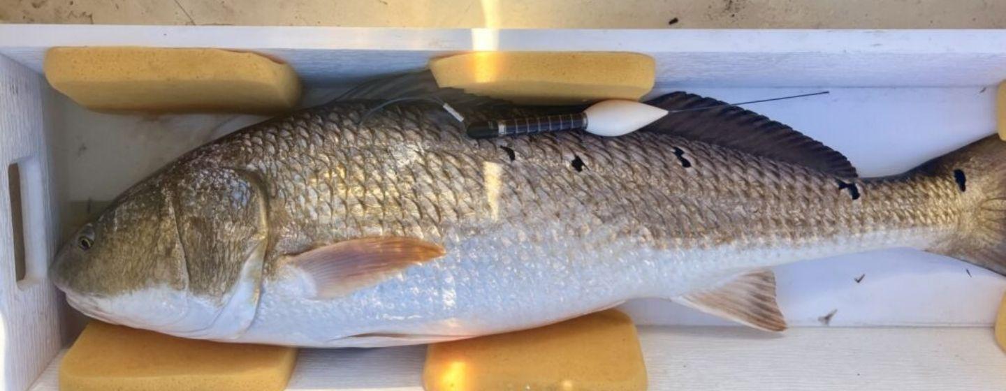 A North Carolina Red Drum in a holding box with a tracking device in its back.