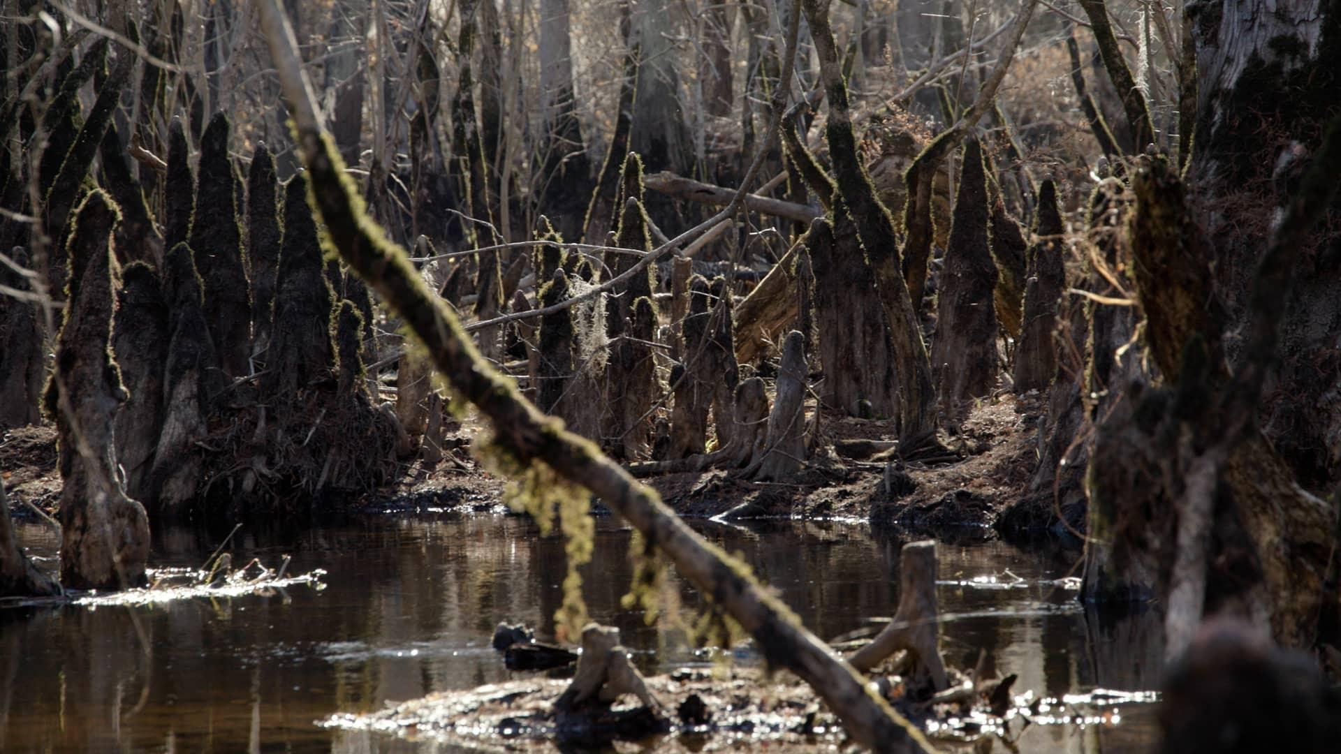 cypress tree knees jutting from water dead dying