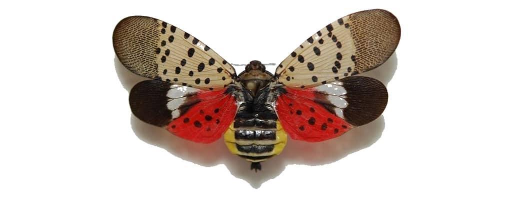 A moth sits on a white background. It's top wings are light tan with darker spots and patterns, and bottom wings are red with dark brown and white bands at the tips. It's body is round with yellow stripes down the sides of a dark brown patch.