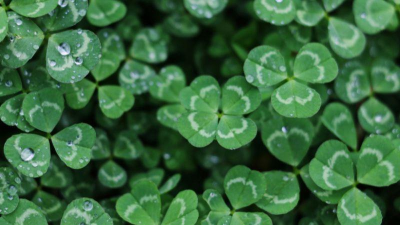A four-leaf clover amongst other clovers. Some have water droplets on them.