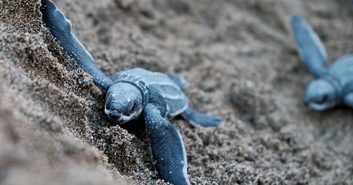 A baby green sea turtle traveling through wet sand, another trails behind out of focus.
