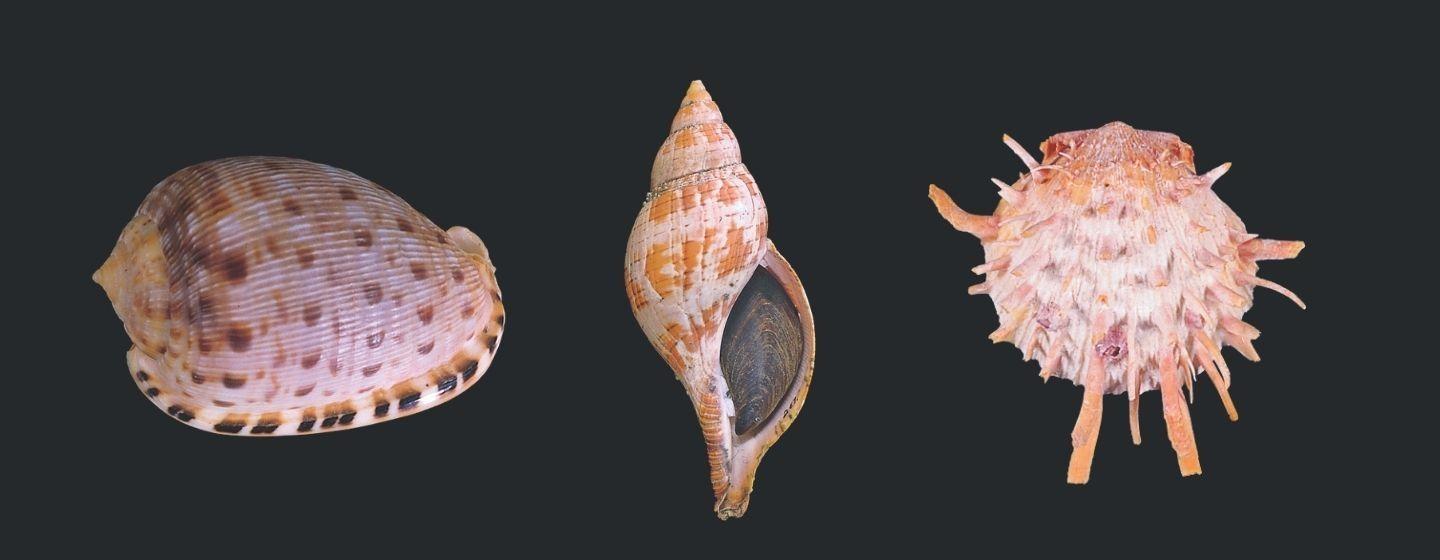 Shells from left to right: Reticulate Cowrie-Helmet, True Tulip and the Atlantic Thorny Oyster.