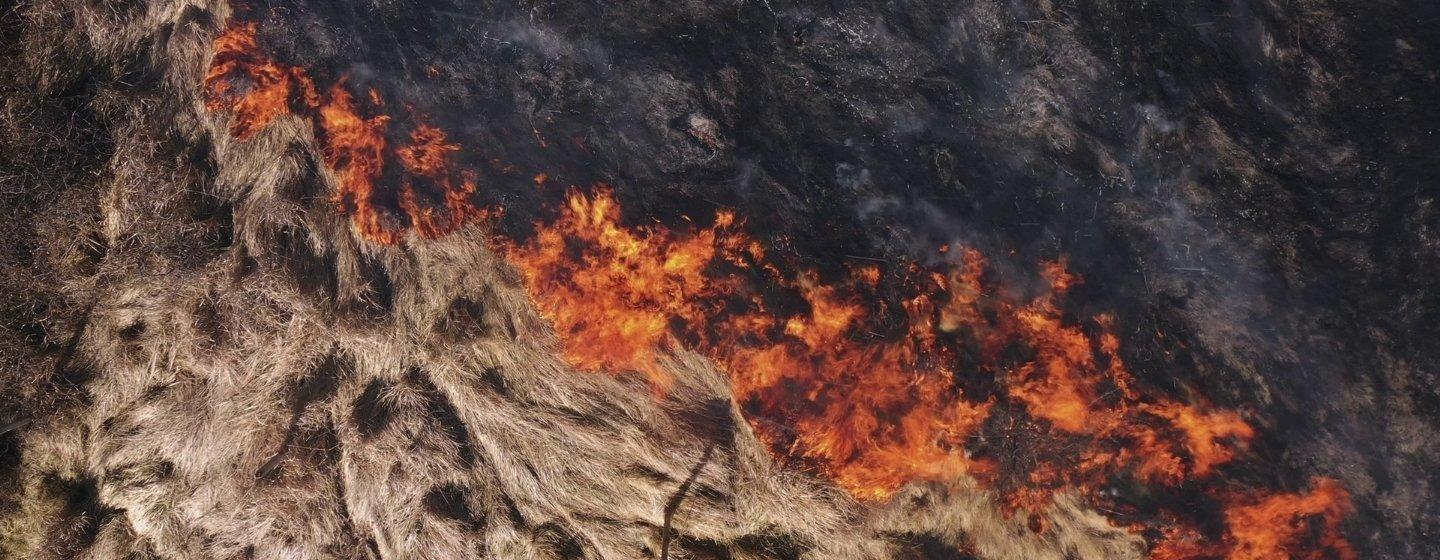 Burning dry grass disaster in forest aerial view drone fires with smoke.