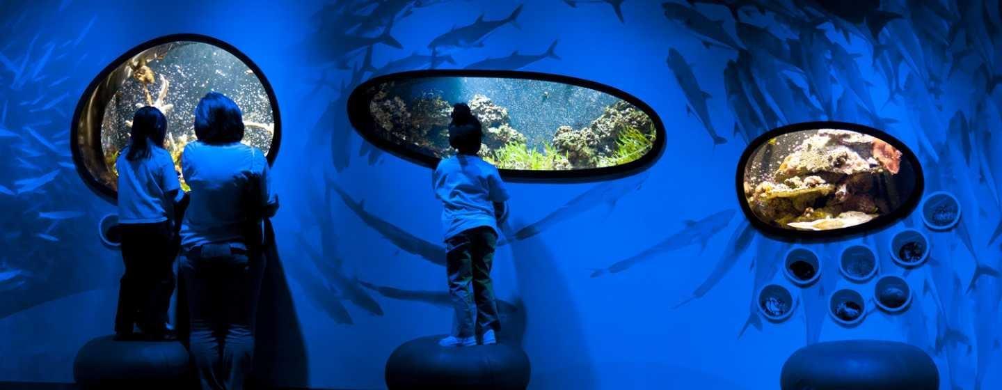 Children and adult peering through the windows at the Discovery Place Science Museum Aquarium