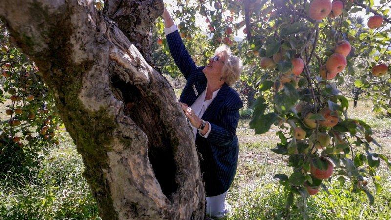 A white woman with short, white-blond hair stands under the canopy of an apple tree with branches full of green leaves and blushed pink apples. She wears a dark blue blazer and white shirt and reaches up to touch the trunk of the tree, which has a very large hole (about three feet) through it.