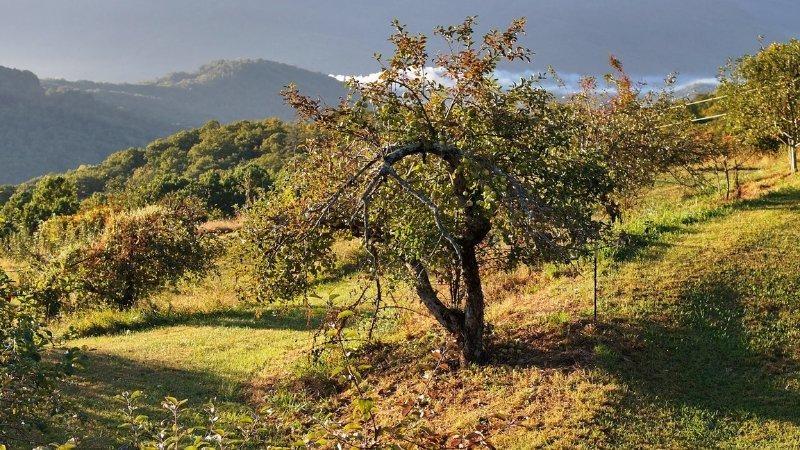 Golden, early morning light flows over a lush green apple orchard with shadowing forested mountains in the background. In the foreground, an old, twisted tree is heavy with yellow-green apples.