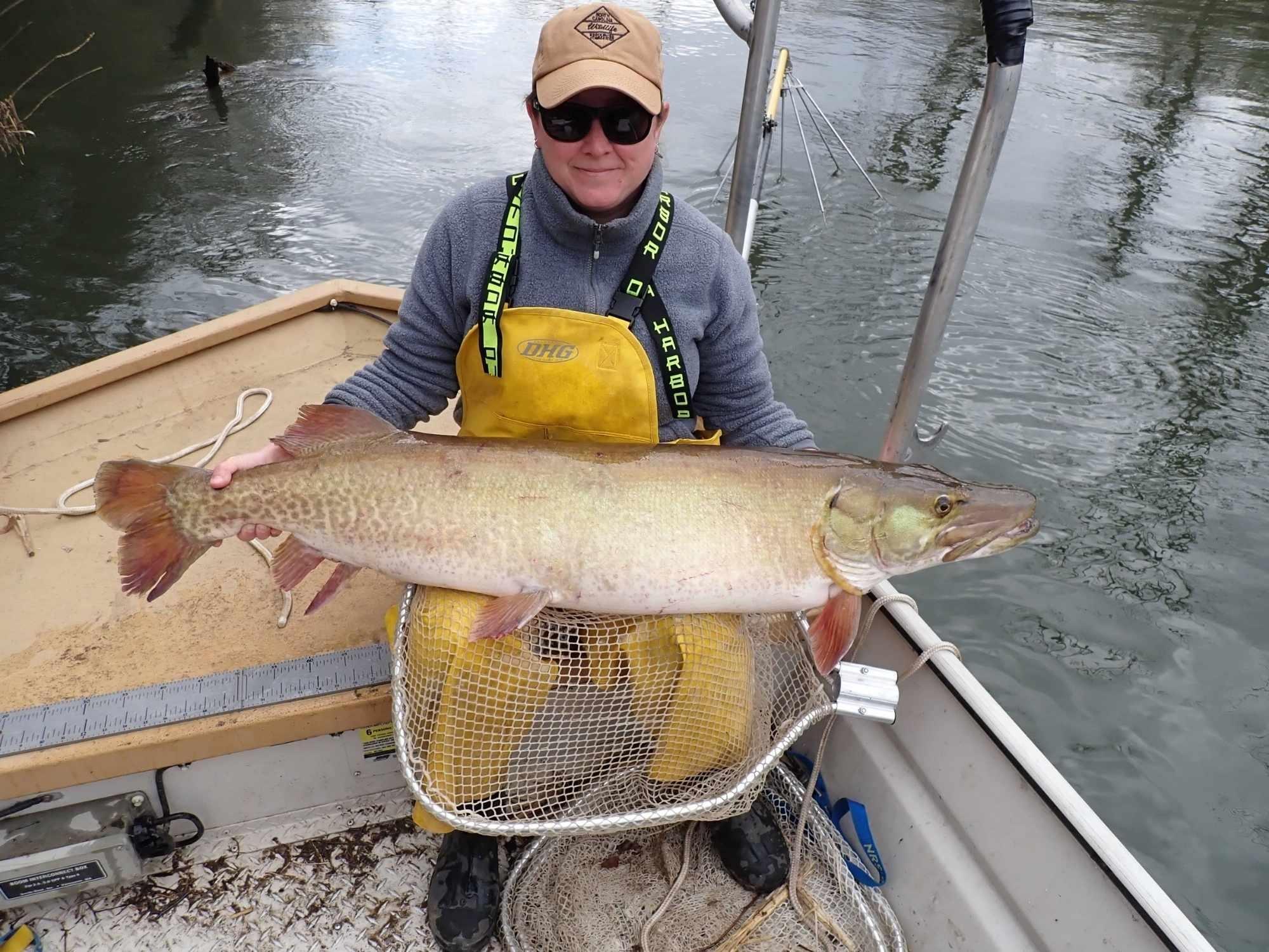 Amanda Bushon holds a muskie, the largest fish native to the French Broad River.
