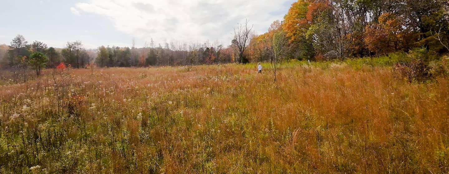 A man in the distance walks through a wide open landscape of fall grassland at Penny’s Bend Nature Preserve in Durham, NC.