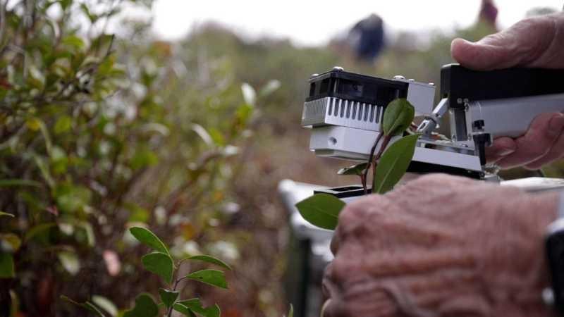 Close-up of two hands holding a piece of scientific equipment that looks like it’s about to clamp down around the leaf of a plant. Vegetation surrounds the scene.