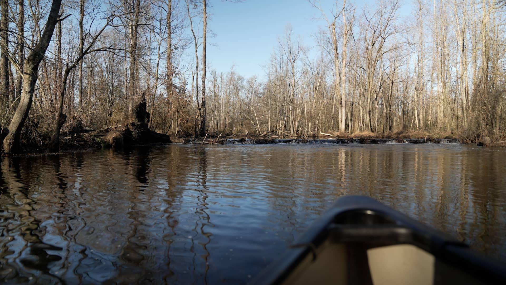 A beaver dam spans the width of the Great Coharie River. It blocks the passage of canoes and backs up water, which then spills over the river’s banks.