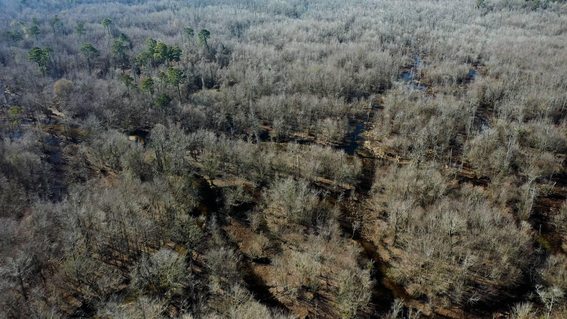 An aerial view of the Great Coharie River shows how the braided stream twists and turns its way through the landscape with intersecting channels.