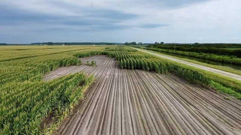 A field of green corn plants stretches off to the horizon, adjacent to a dirt road.