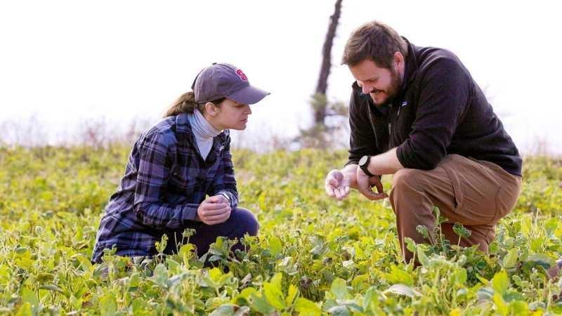 A woman and man kneel in a field of green soybean plants and inspect a soybean the man is holding in his hand.