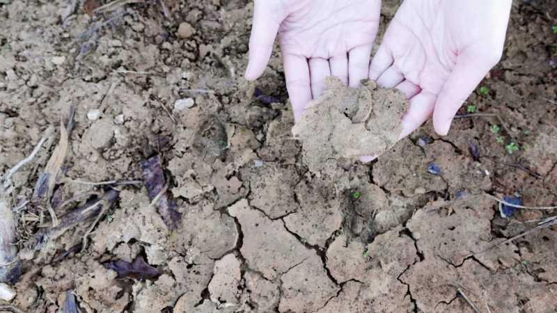 A close-up image of cracked dirt on the surface of the ground with two hands coming into the frame from the top holding a flake of this cracked dirt.