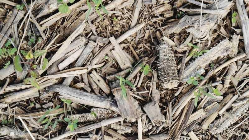 A close-up image of dried corn husks and plant stalks covering the ground with small green weeds popping up in between. No dirt is visible.