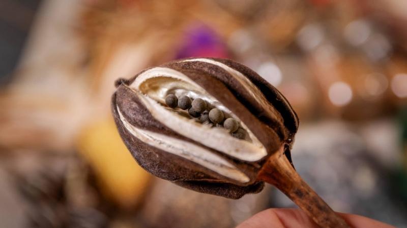 Fingers hold a dried, white-and-brown geometric pod that contains several small, dark, round objects. The background is multicolored and out of focus.