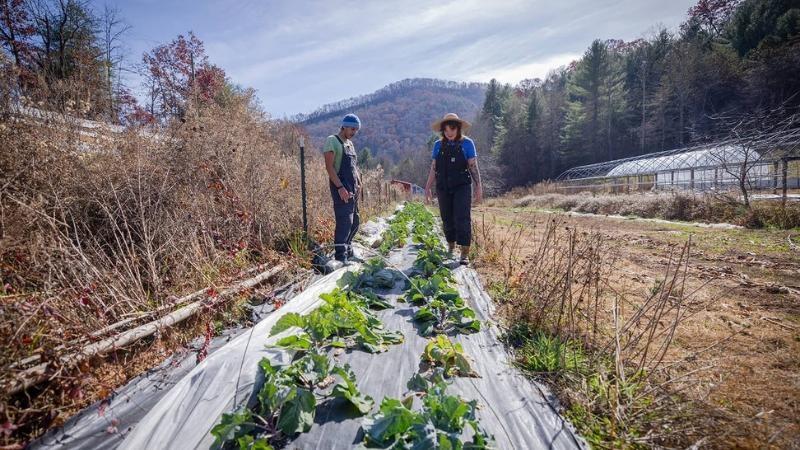 A man and woman stand in a farm setting, looking down at two rows of collard green plants sown in a long patch covered in black plastic sheeting. Some of the plants are healthy and vibrant while others are wilted. The man and woman wear dark-colored overalls and T-shirts; the man has a blue knit beanie on and the woman a tan-colored, wide-brimmed hat. The farm is in a mountainous setting; a forested mountain rises behind them.