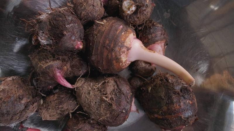 A shiny silver metal bowl fills the frame. Within it, is a pile of wet, round, fibrous root vegetables. The hairy covering is brown, but pink and white peek out from underneath it.
