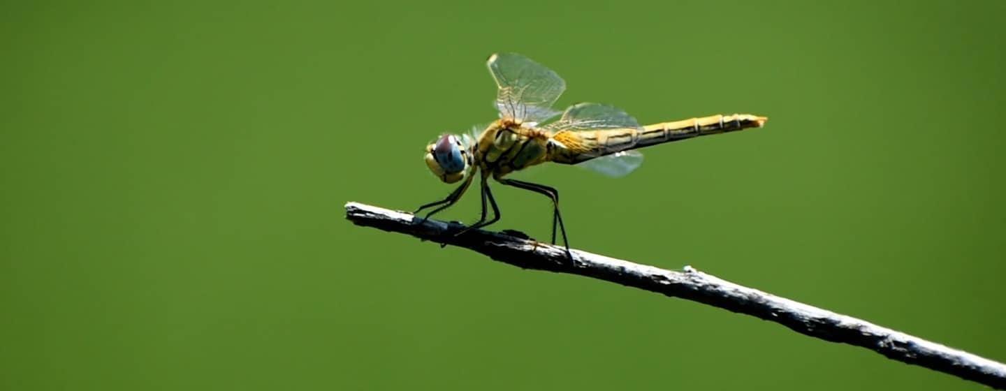 A yellow dragonfly perches on a branch against a green background