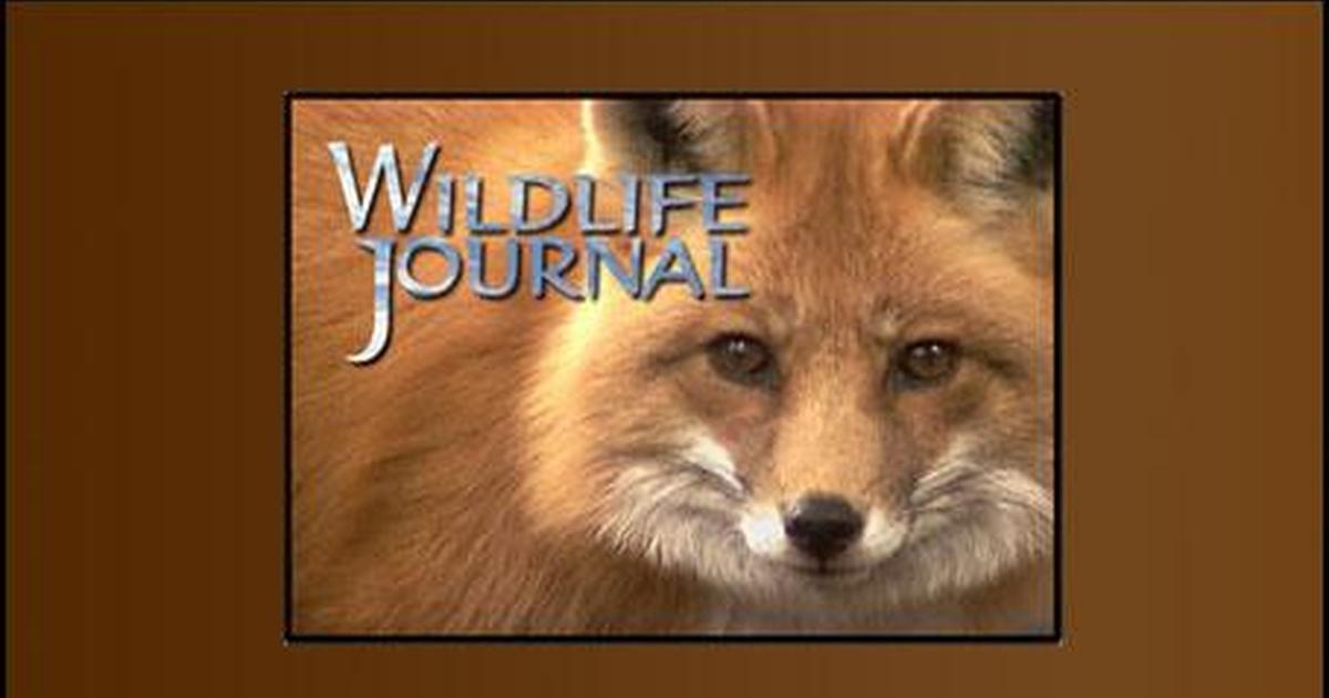 Wildlife Journal | NHPBS