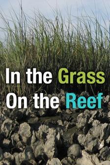 In the Grass, On the Reef