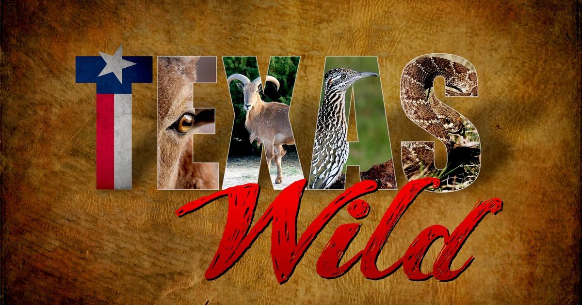Texas Wild | PBS