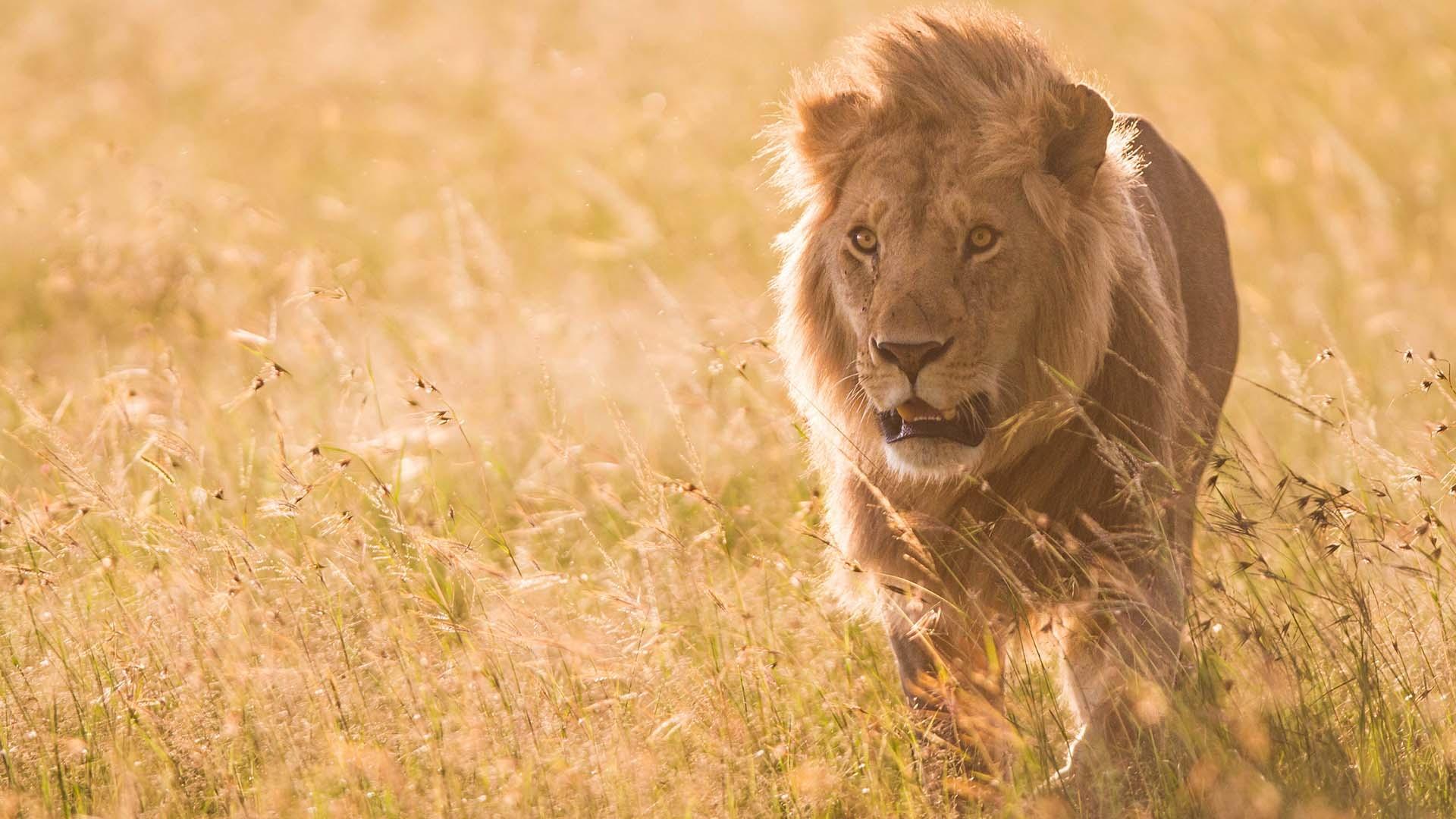 Lion: The Rise And Fall Of The Marsh Pride | PBS