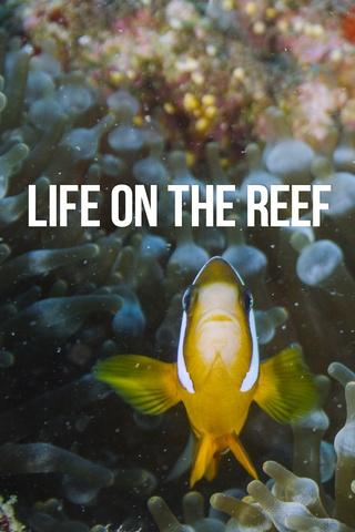 Poster image for Life on the Reef