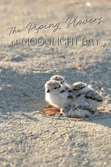 The Piping Plovers of Moonlight Bay