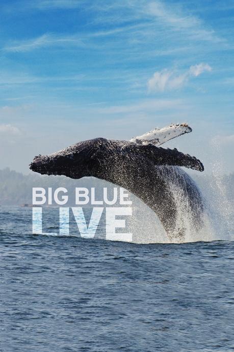 Big Blue Live Poster