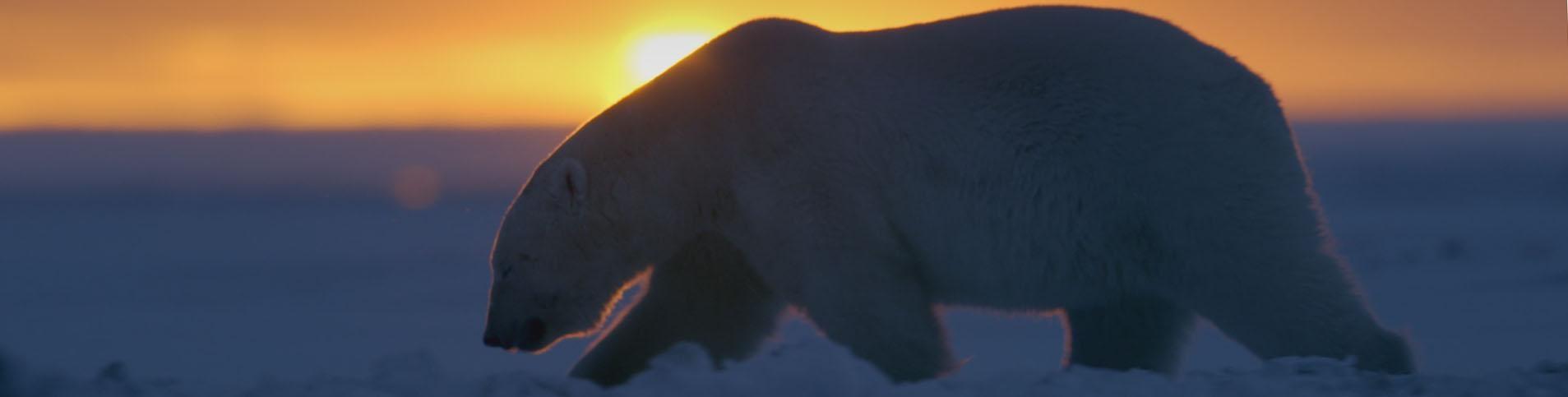 The Great Polar Bear Feast | PBS