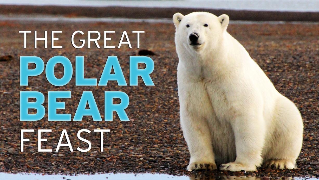 The Great Polar Bear Feast | Watch on PBS Wisconsin