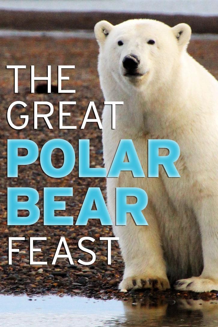 The Great Polar Bear Feast show's poster